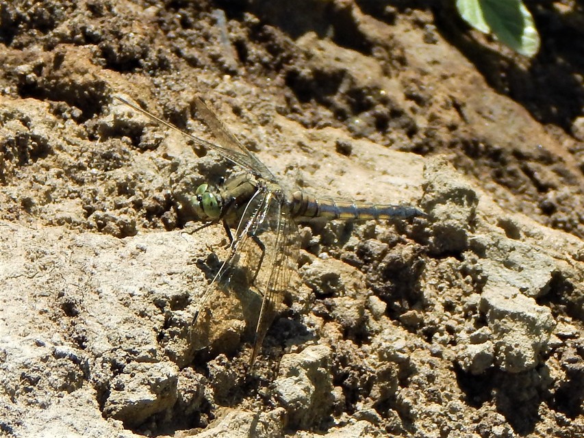 Orthetrum cancellatum - feketefarkú pásztorszitakötő