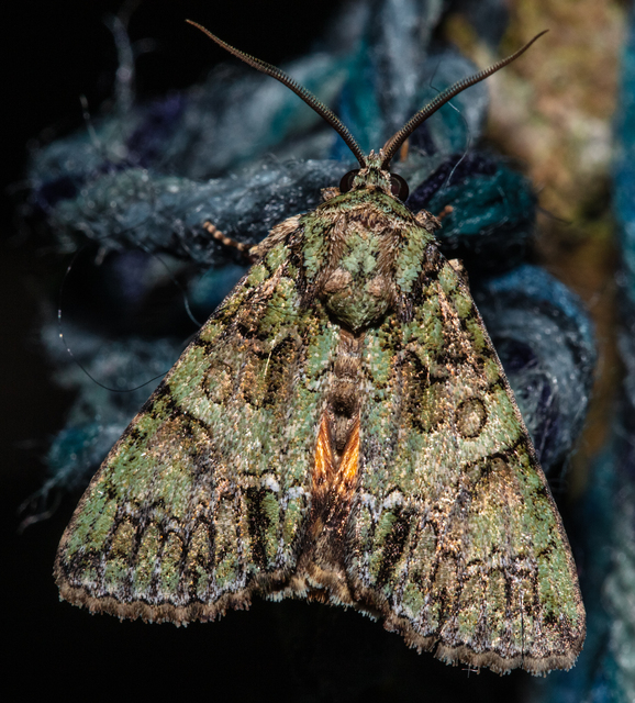 Polyphaenis sericata - selyemfényű erdeibagoly