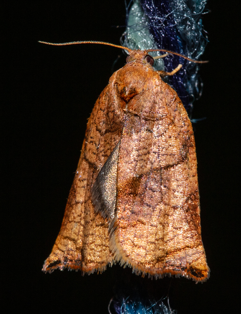 Archips podana - dudvarágó sodrómoly