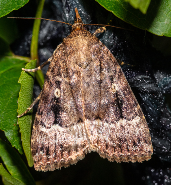 Amphipyra berbera/pyramidea