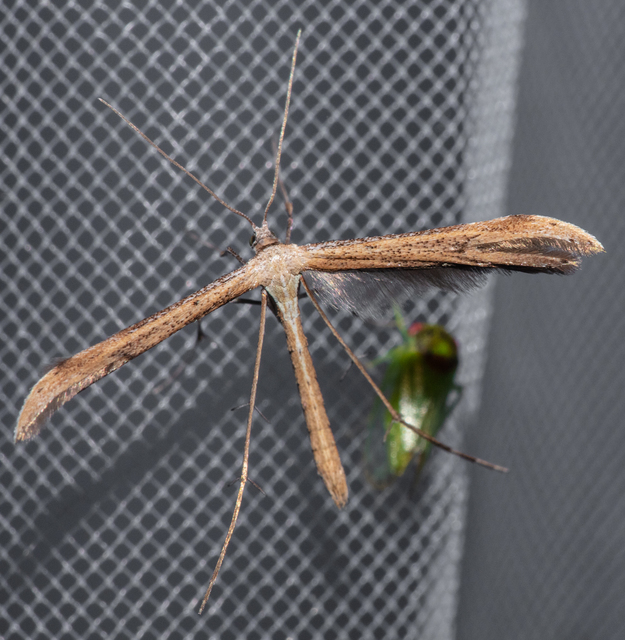 Pterophoridae - tollasmolyfélék
