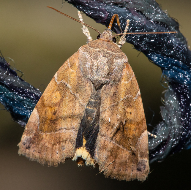 Cosmia affinis - barna lombbagoly