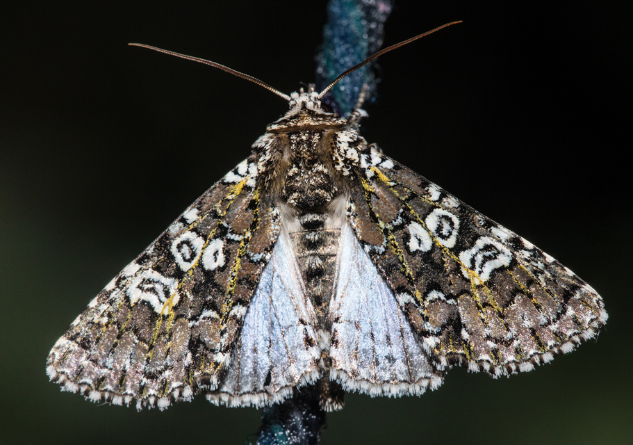 Lamprosticta culta - hármasfoltú bagoly