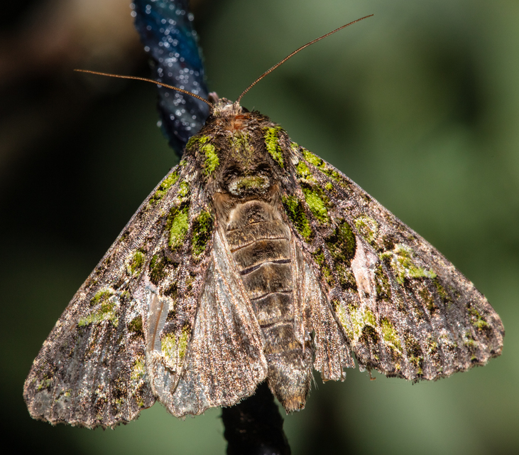 Trachea atriplicis - nyári zöldbagoly