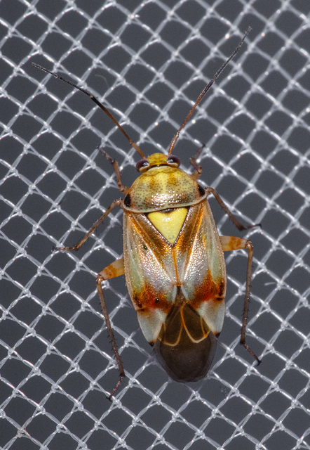 Lygus pratensis - változó mezeipoloska
