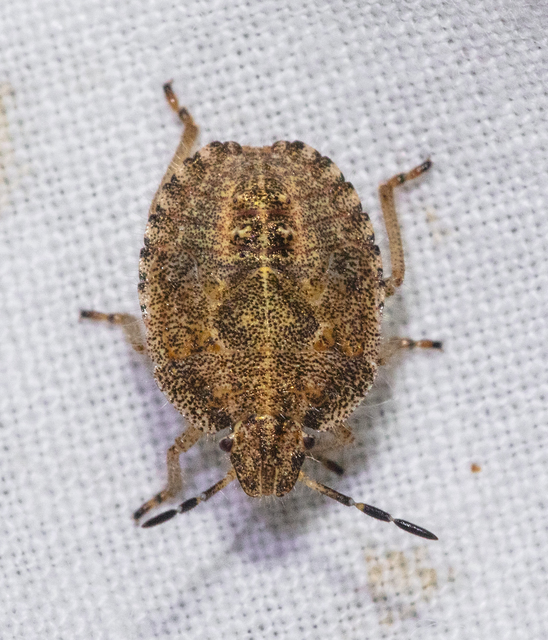 Dolycoris baccarum - közönséges bogyómászó-poloska