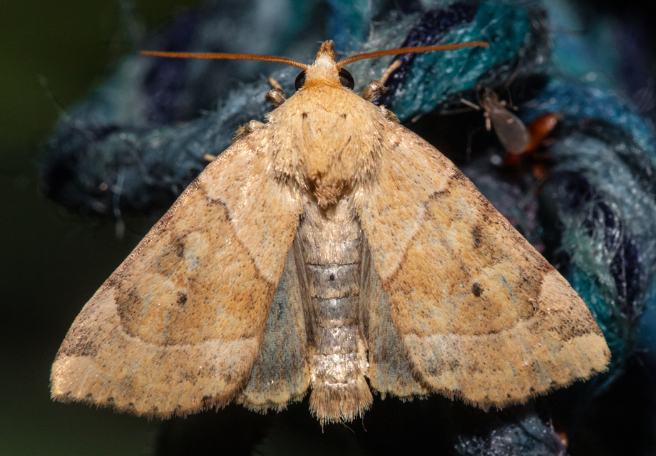 Cosmia trapezina - közönséges lombbagoly