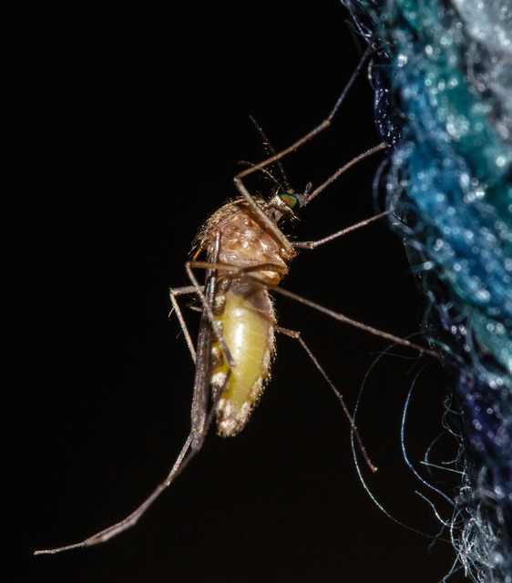 Culicidae - csípőszúnyogok