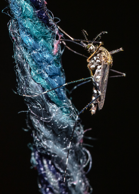 Aedes japonicus/koreicus