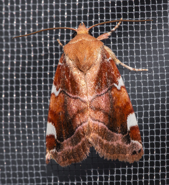 Cosmia diffinis - szilfa-lombbagoly