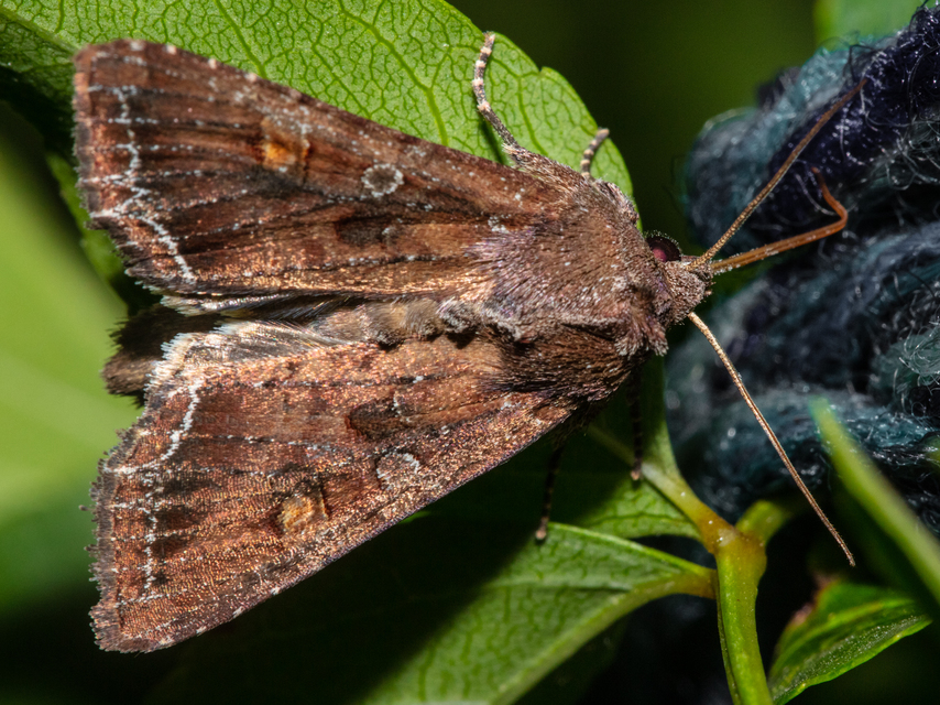 Lacanobia oleracea - saláta-kertibagoly
