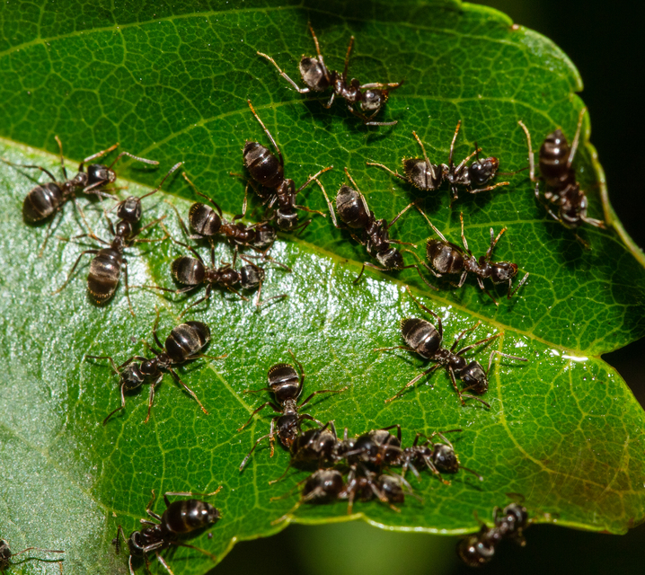 Lasius