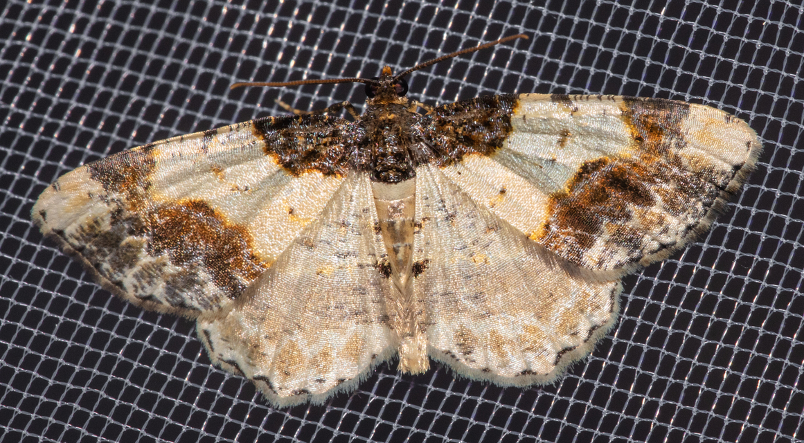 Ligdia adustata - barna levélaraszoló