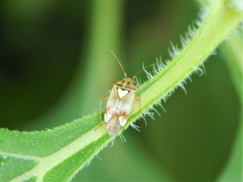 Lygus pratensis - változó mezeipoloska