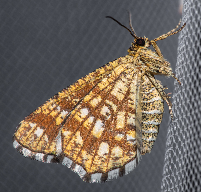 Chiasmia clathrata - rácsos rétiaraszoló