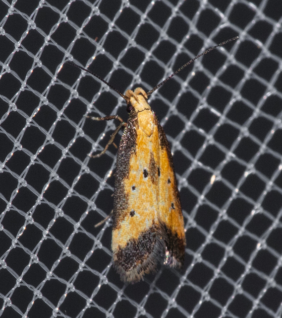 Brachmia dimidiella - citromkocsord-lápimoly