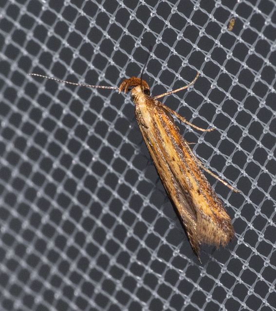 Metzneria