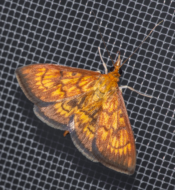 Ecpyrrhorrhoe rubiginalis - rozsdavörös tűzmoly