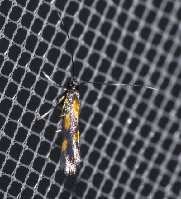 Euspilapteryx auroguttella - orbáncfű-keskenymoly
