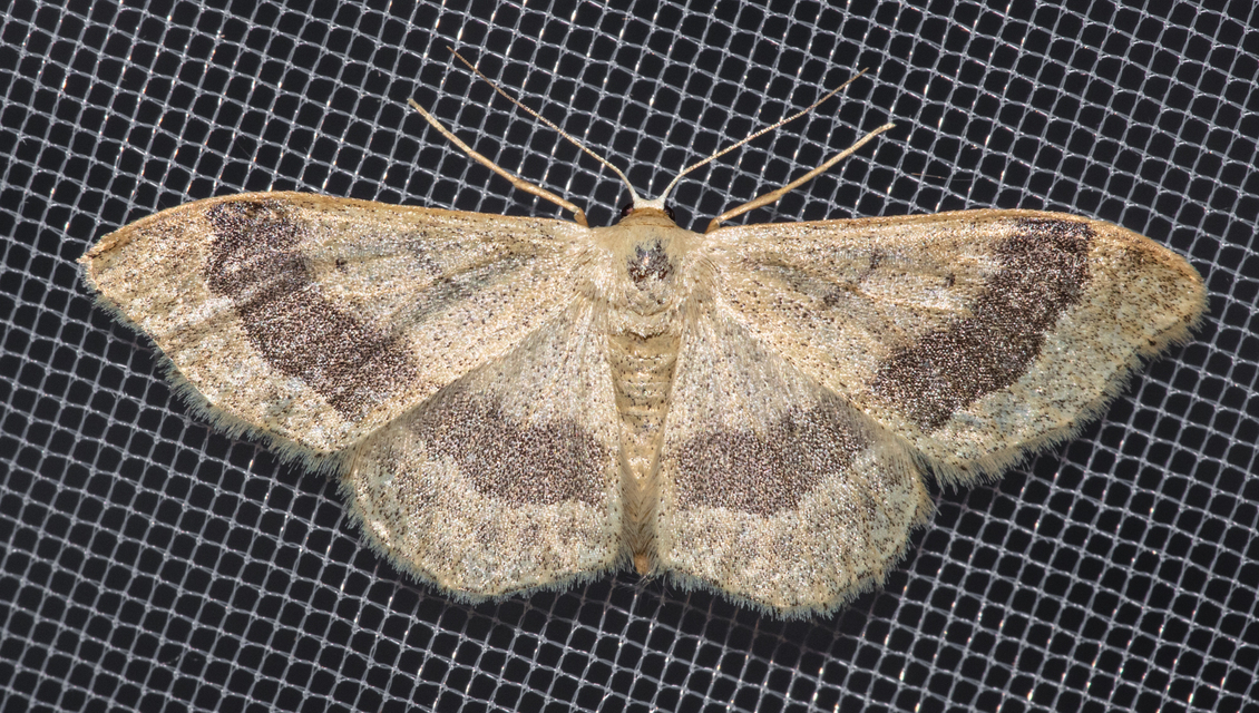 Idaea aversata - nagy sávosaraszoló