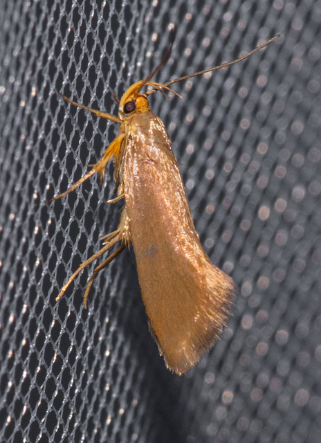 Crassa unitella - aranybarna díszmoly