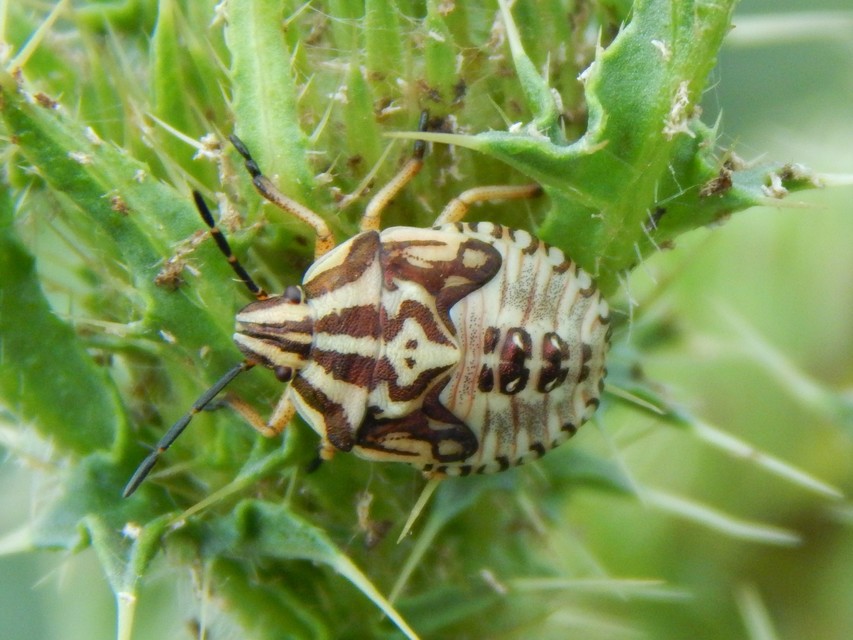Carpocoris