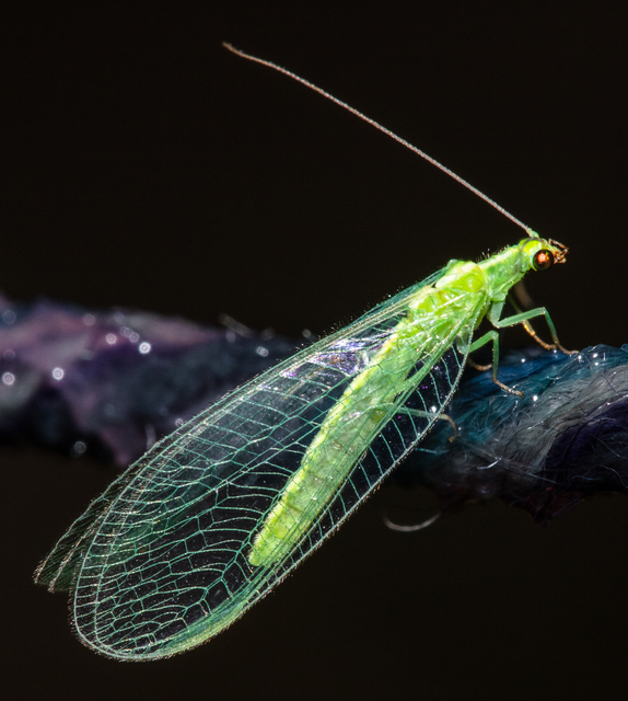 Chrysopidae - zöldfátyolkák