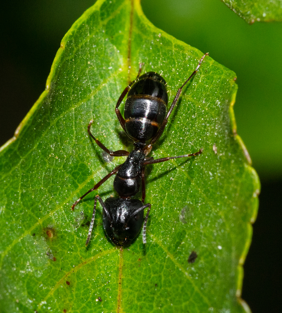 Camponotus fallax - ligeti lóhangya