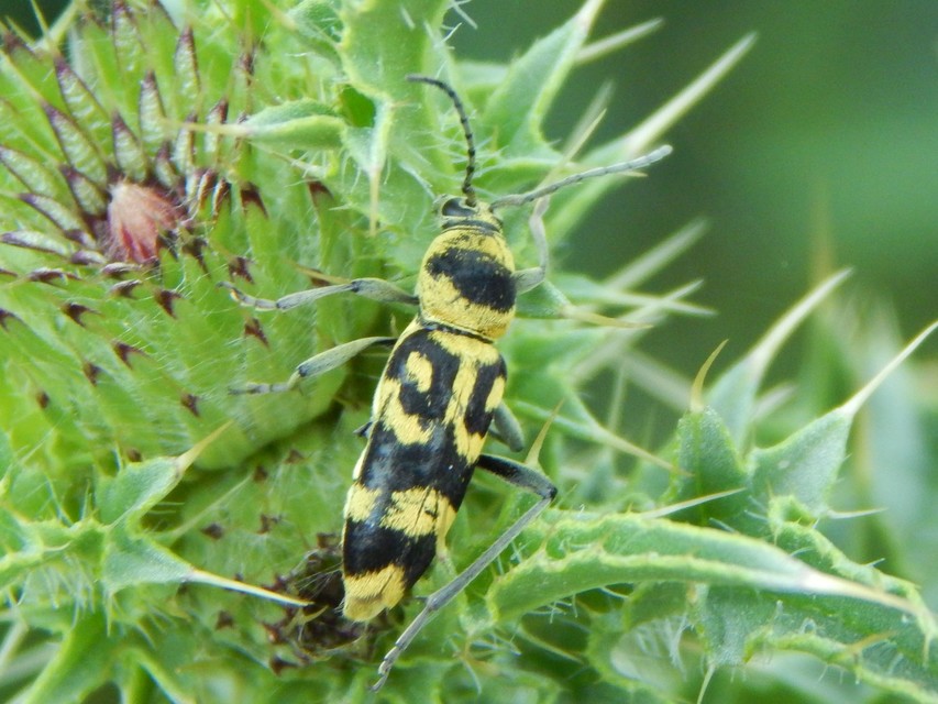 Chlorophorus varius - díszes darázscincér