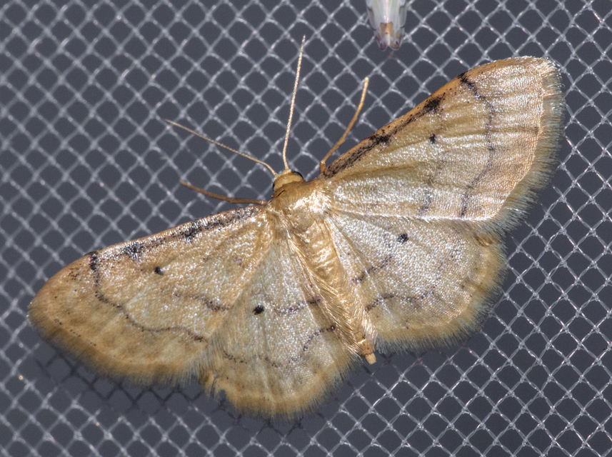Idaea politaria - vonalas apróaraszoló