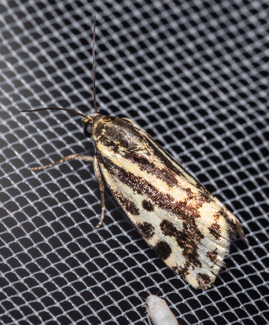 Emmelia trabealis - zebrabagoly