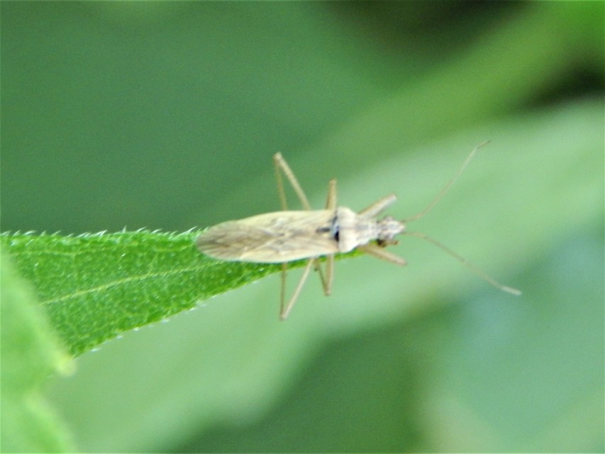 Heteroptera - Poloskák