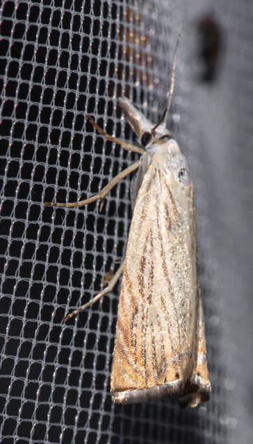 Chrysoteuchia culmella - kerti fűgyökérmoly