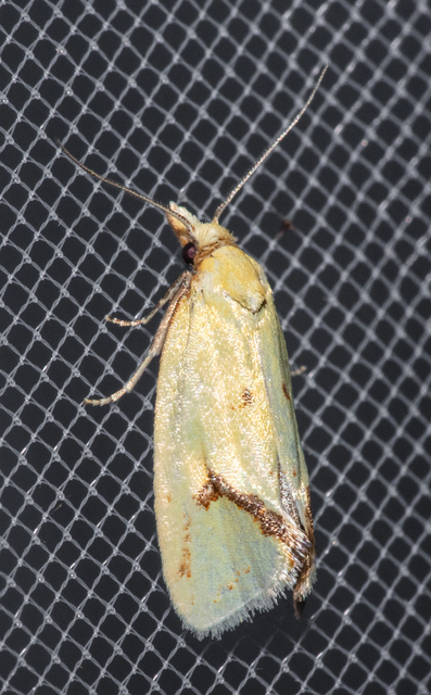 Agapeta hamana - közönséges sárgamoly