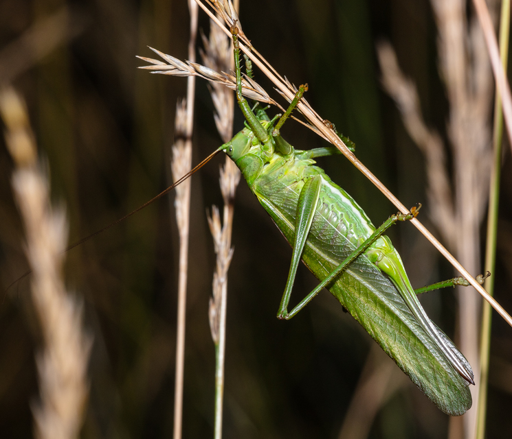 Tettigonia viridissima - zöld lombszöcske