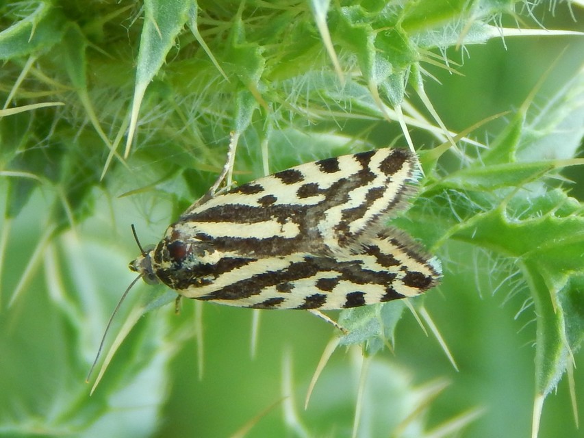 Emmelia trabealis - zebrabagoly
