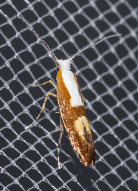 Argyresthia