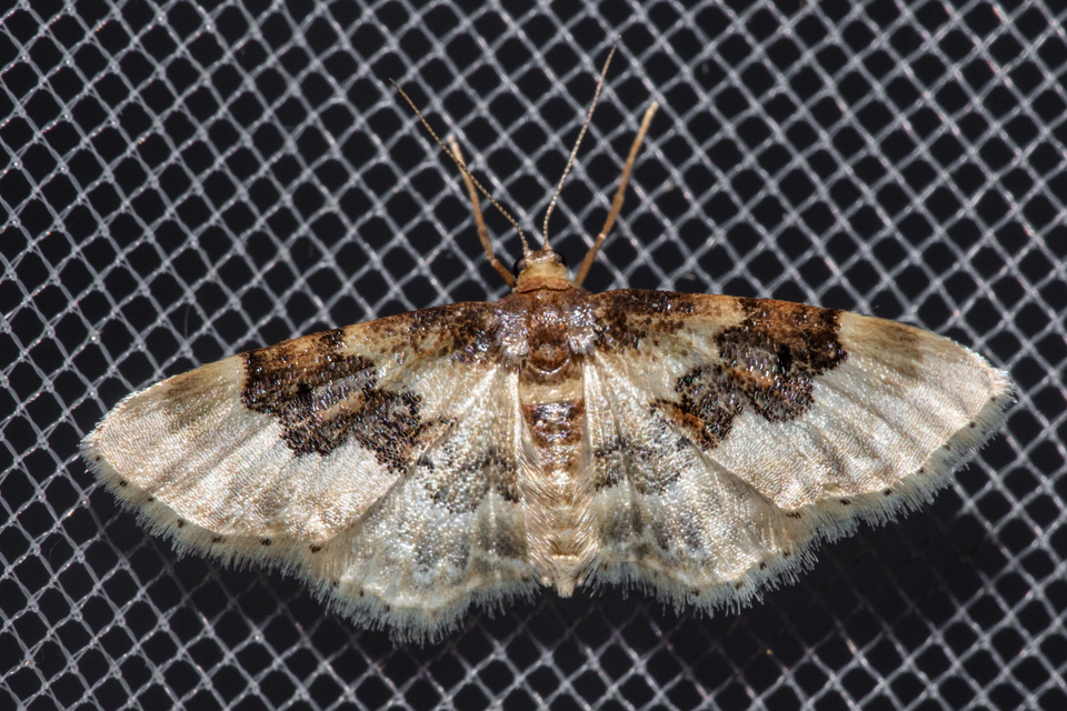 Idaea rusticata - tarka apróaraszoló