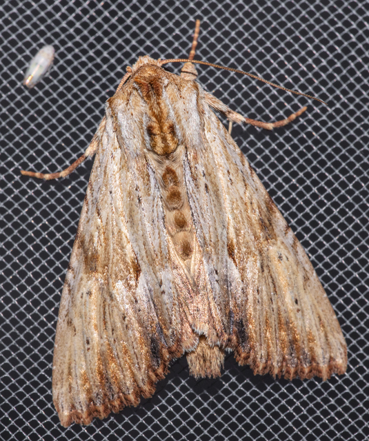 Apamea lithoxylaea - fakó dudvabagoly