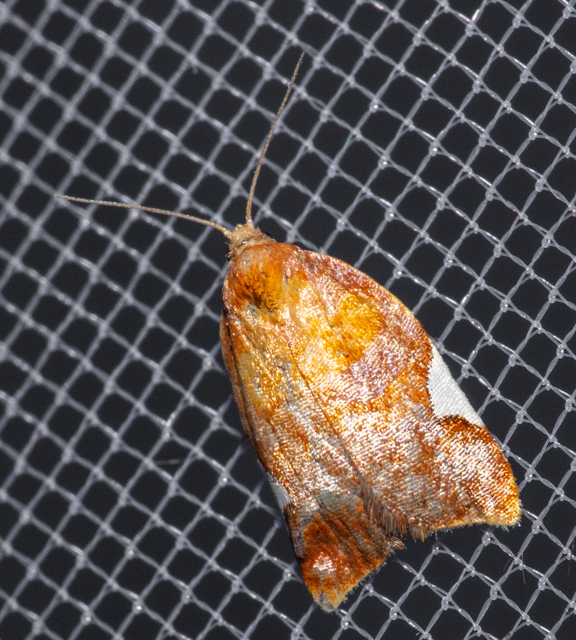 Acleris holmiana - fehérfoltos levélmoly