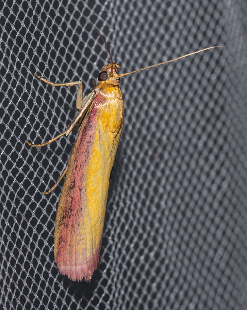Oncocera semirubella - lucernamoly