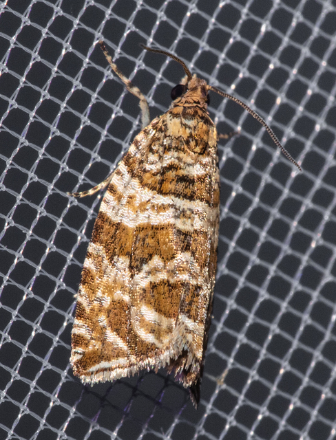 Celypha rivulana - dudvasodró tükrösmoly