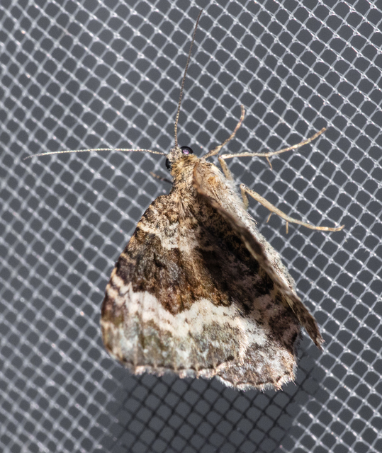Epirrhoe alternata - galaj-tarkaaraszoló