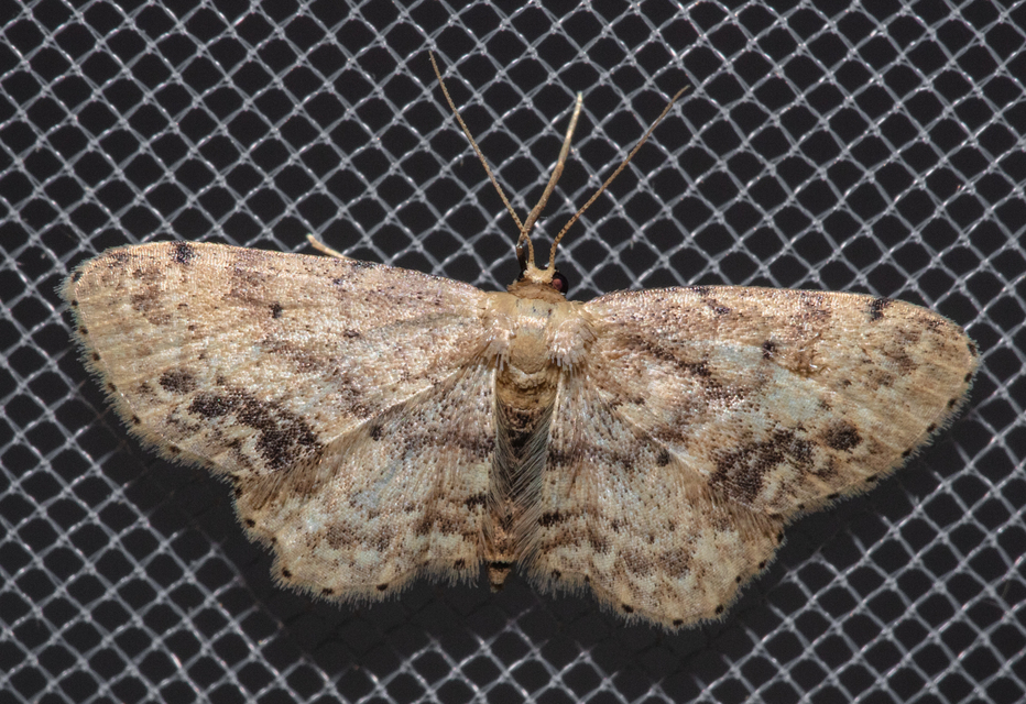 Idaea dimidiata - gyakori apróaraszoló