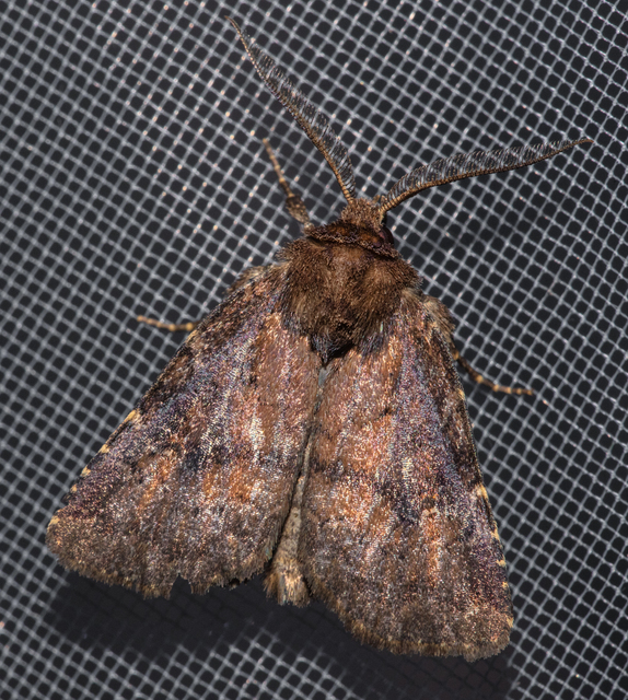 Rusina ferruginea - rozsdaszínű erdeibagoly