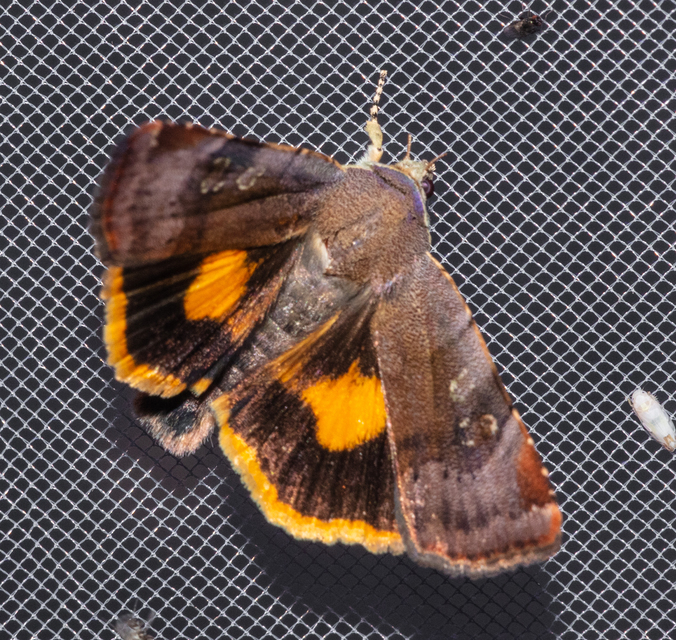 Noctua janthe - lappangó sárgafűbagoly