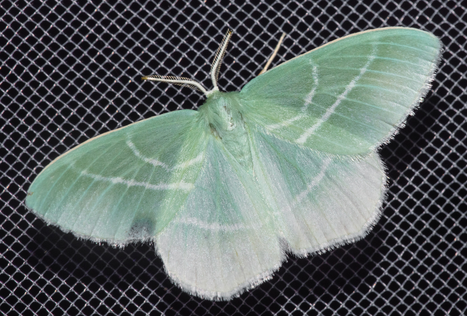 Hemistola chrysoprasaria - kékes zöldaraszoló