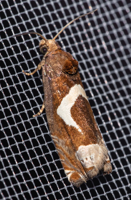 Epiblema foenella - kampósfoltú tükrösmoly