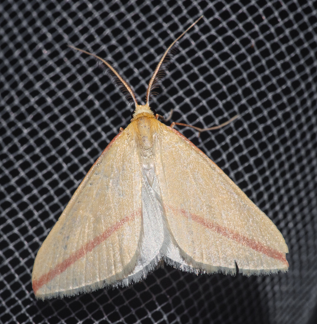 Rhodometra sacraria - rózsacsíkos araszoló