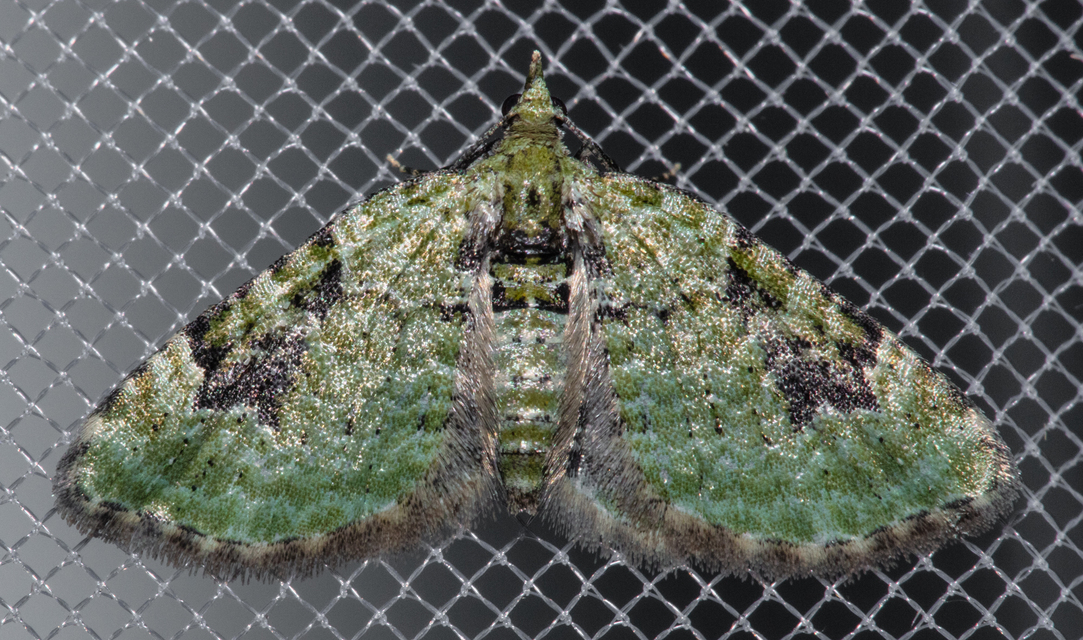 Chloroclystis v-ata - zöldes törpearaszoló